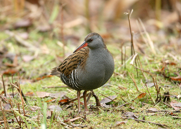 Water Rail Rallus aquaticus