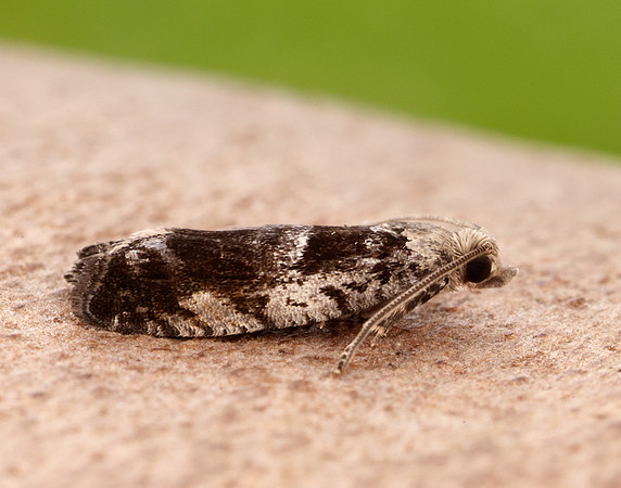 49.249 BF1134 Epinotia ramella