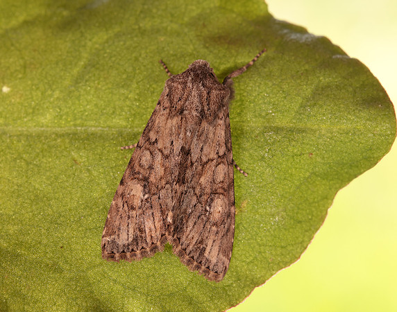 73.157 BF2333 Large Nutmeg Apamea anceps