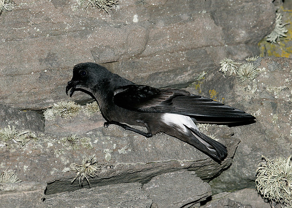 Storm Petrel Hydrobates pelagicus