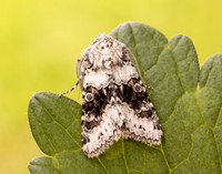 73.279 BF2164 Broad-barred White Hecatera bicolorata