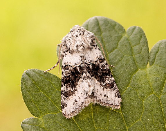 73.279 BF2164 Broad-barred White Hecatera bicolorata