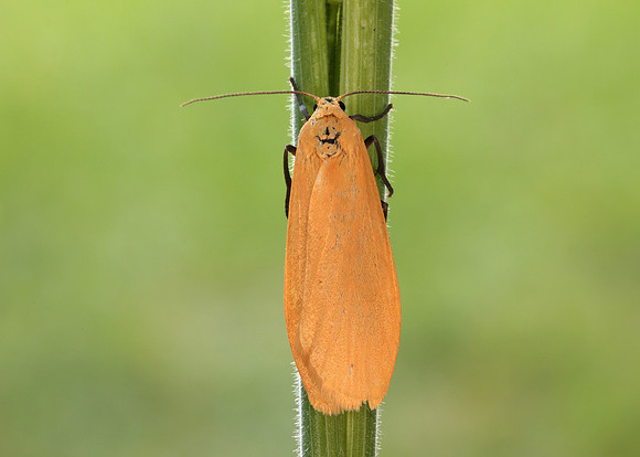 72.049 BF2043 Orange Footman Eilema sororcula