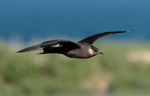 Arctic Skua Stercorarius parasiticus