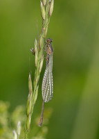 Variable Damselfly Coenagrion pulchellum