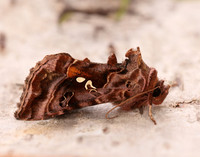 73.016 BF2442 Beautiful Golden Y Autographa pulchrina