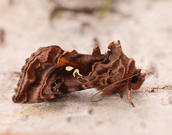 73.016 BF2442 Beautiful Golden Y Autographa pulchrina