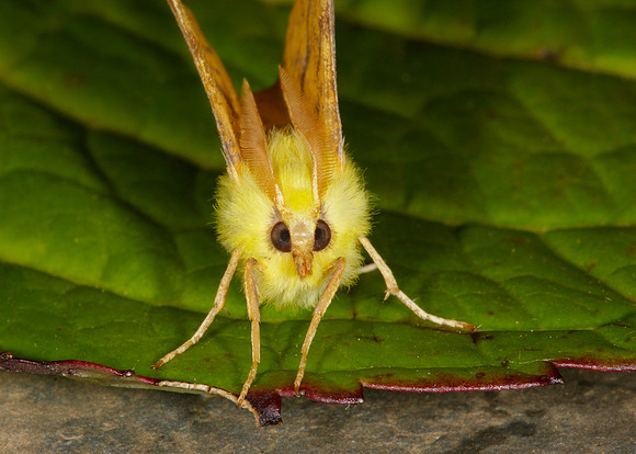 70.234 BF1913 Canary-shouldered Thorn Ennomos alniaria