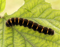 66.008 BF1638 Fox Moth Macrothylacia rubi