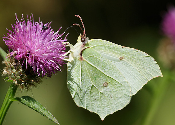 Brimstone Gonepteryx rhamni