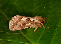 3.003 BF0018 Map-winged Swift Hepialus fusconebulosa