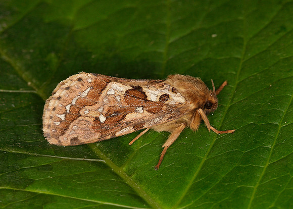 3.003 BF0018 Map-winged Swift Hepialus fusconebulosa