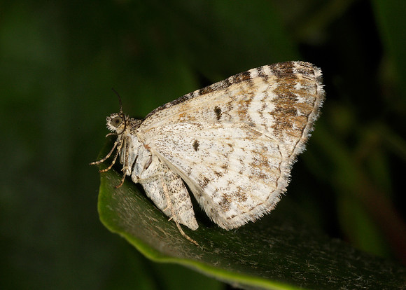 70.061 BF1738 Common Carpet Epirrhoe alternata alternata