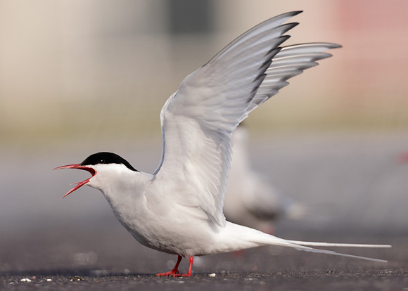 Arctic Tern Sterna paradisaea