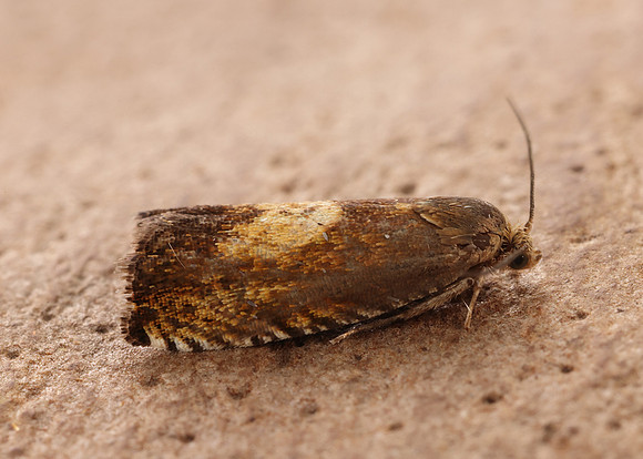 49.376 BF1233 Pammene aurita