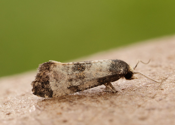 49.137 BF964 Neocochylis dubitana