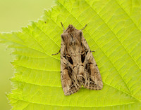 73.266 BF2159 Dog's Tooth Lacanobia suasa