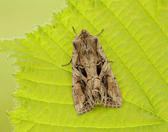 73.266 BF2159 Dog's Tooth Lacanobia suasa