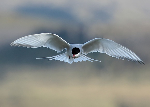Arctic Tern Sterna paradisaea