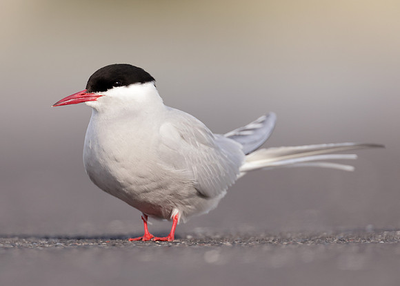 Arctic Tern Sterna paradisaea