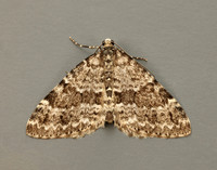 70.072 BF1744 Grey Mountain Carpet Entephria caesiata