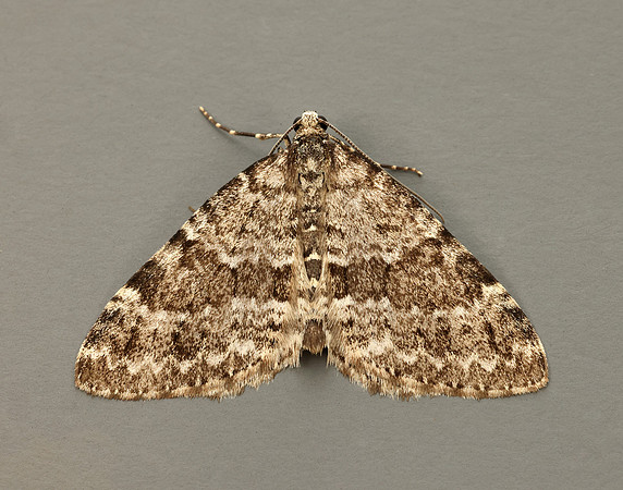 70.072 BF1744 Grey Mountain Carpet Entephria caesiata