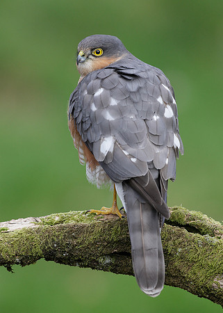 Sparrowhawk Accipiter nisus