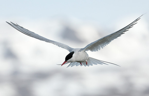 Arctic Tern Sterna paradisaea
