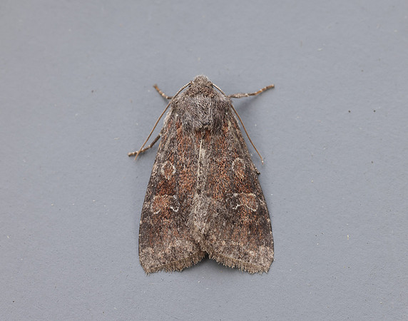 73.221 BF2268 Suspected Parastichtis suspecta