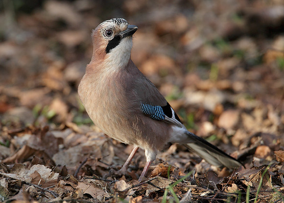 Jay Corvus glandarius
