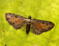 70.187 BF1838 Tawny Speckled Pug Eupithecia icterata