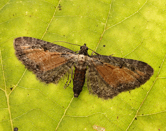 70.187 BF1838 Tawny Speckled Pug Eupithecia icterata