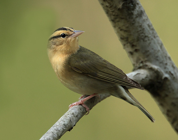 Worm-eating Warbler Helmitheros vermivorum