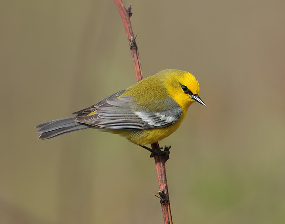 Blue-winged Warbler Vermivora cyanoptera