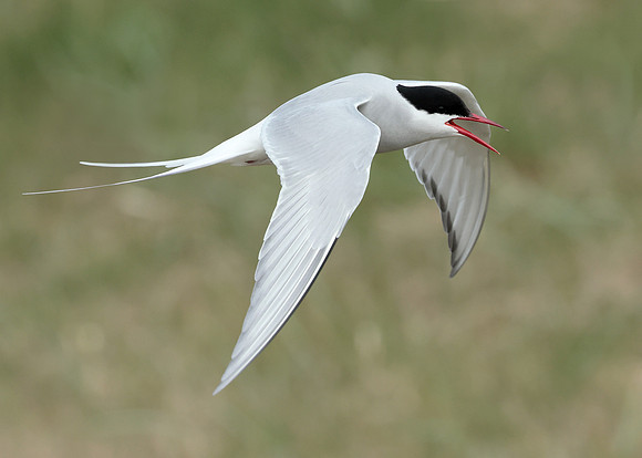 Arctic Tern Sterna paradisaea