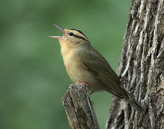 Worm-eating Warbler Helmitheros vermivorum