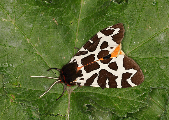 72.026 BF2057 Garden Tiger Arctia caja