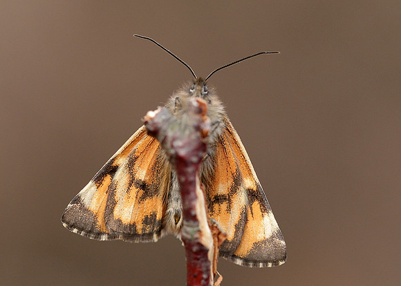 70.203 BF1661 Orange Underwing Archiearis parthenias