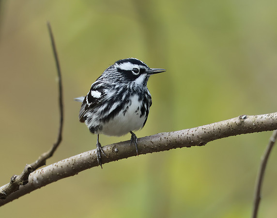 Black & White Warbler Mniotilta varia