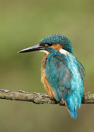 Kingfisher Alcedo atthis