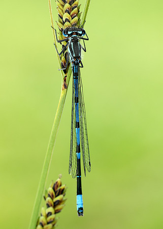 Variable Damselfly Coenagrion pulchellum