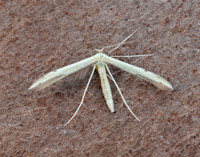 45.043 BF1517 Hemp-agrimony Plume Adaina microdactyla