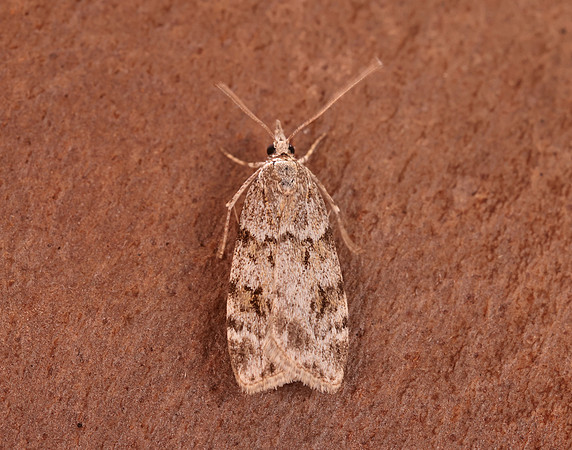63.064 BF1334 Scoparia ambigualis