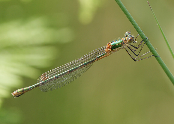 Emerald Damselfly Lestes sponsa