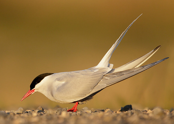 Arctic Tern Sterna paradisaea