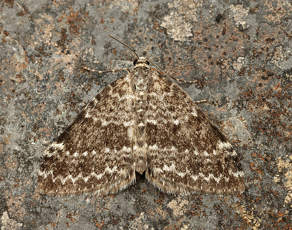 70.072 BF1744 Grey Mountain Carpet Entephria caesiata