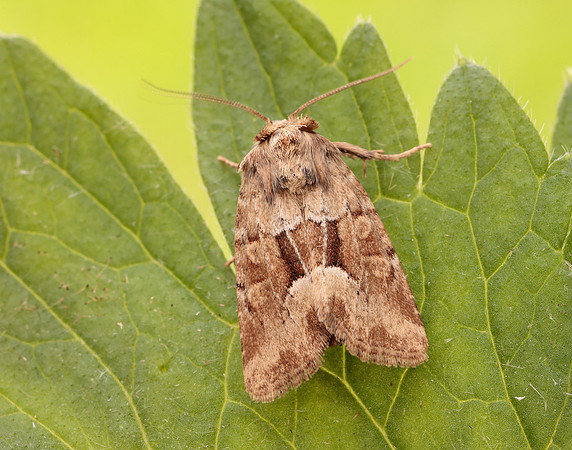 73.176 BF2340 Middle-barred Minor Oligia fasciuncula