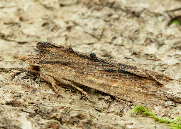 73.200 2235 Tawny Pinion Lithophane semibrunnea