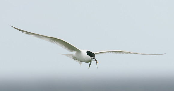 Sandwich Tern Sterna sandvicensis