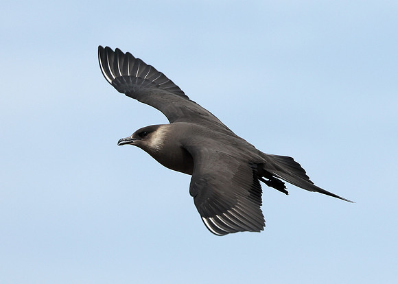 Arctic Skua Stercorarius parasiticus